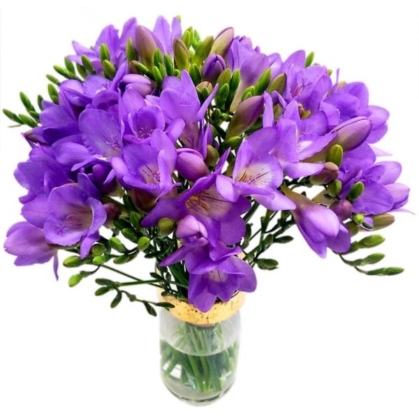 20 Purple Freesia