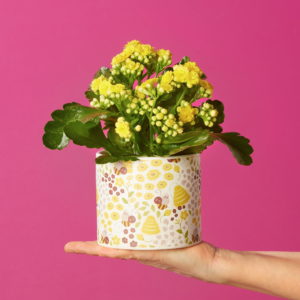 Plant of the month - Brilliant Bee Kalanchoe