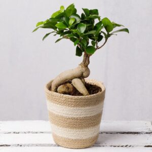 Bonsai Tree in Jute Pot