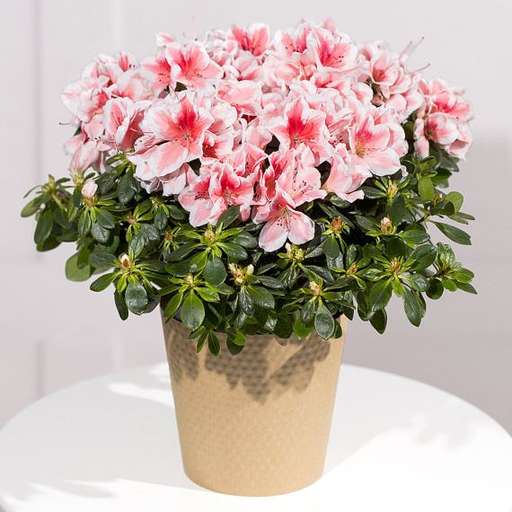 Pink Azalea Plant