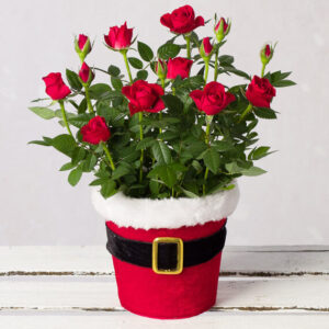 Red Rose in Santa Pot