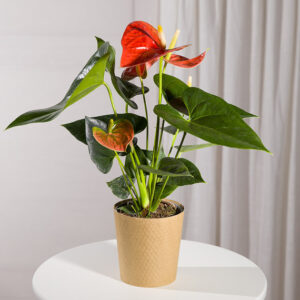 Coral Anthurium Plant