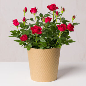 Red Rose Plant