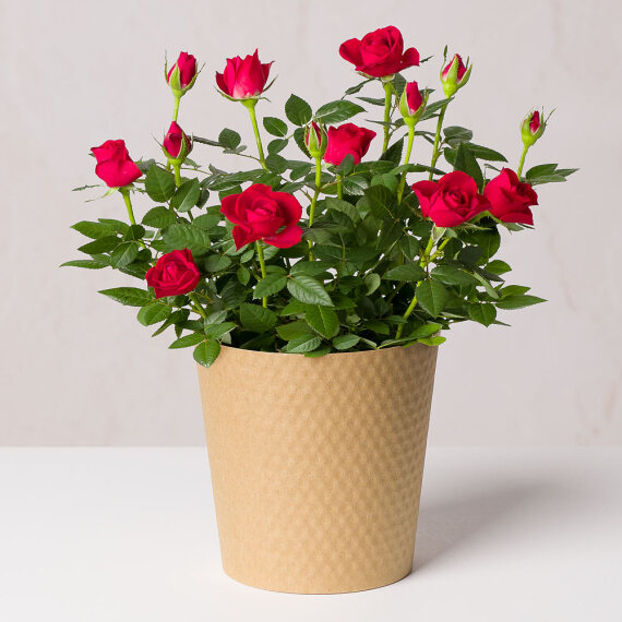 Red Rose Plant