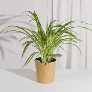 Air-Purifying Spider Plant