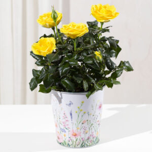 Yellow Rose In Floral Zinc Pot